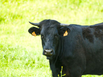 Portrait of cow on field