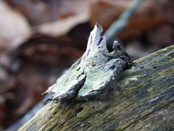 Close-up of lizard