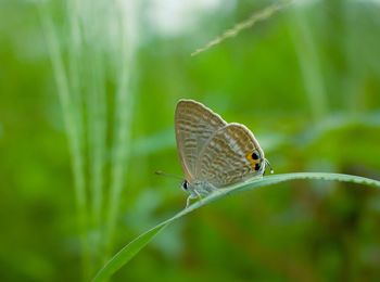 Close-up of butterfly on plant