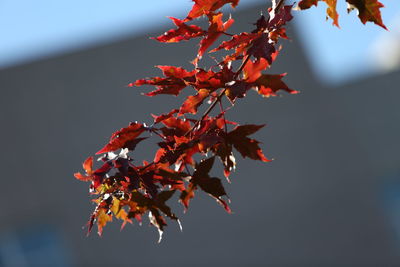 Low angle view of maple tree against sky