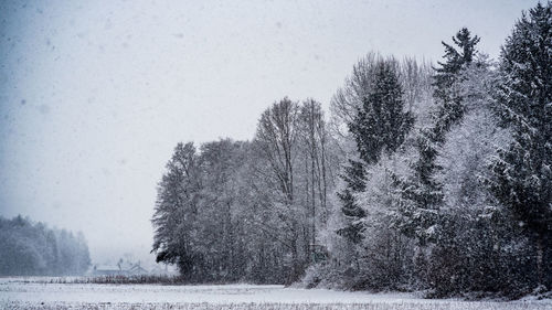 Trees on snow covered field against sky