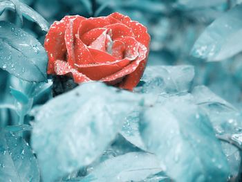 Close-up of red rose