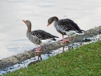 Birds in lake