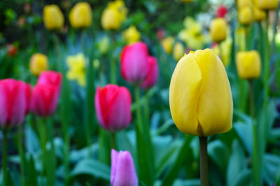 Close-up of yellow tulips blooming outdoors