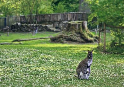 View of a dog on field