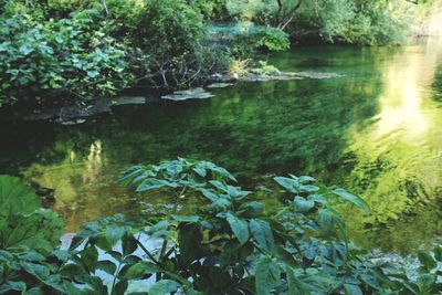 Scenic view of lake in forest