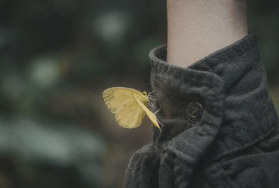 Close-up of person holding yellow leaf