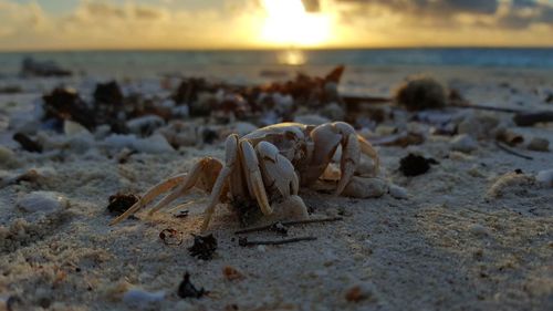 Close-up of crab on beach against sky during sunset