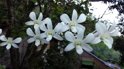 Close-up of white flowers blooming on tree