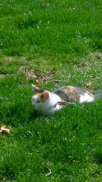 Cat relaxing on grassy field