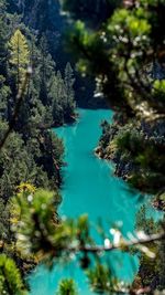 Scenic view of lake in forest