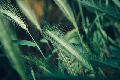 Close-up of wheat growing on field