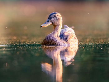 Duck swimming in lake