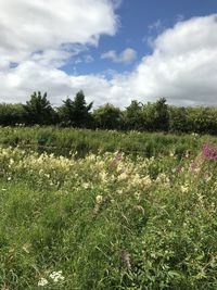 Scenic view of flowering plants on land against sky