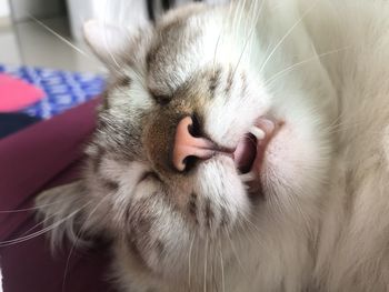 Close-up of cat sleeping