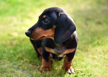 Close-up of dog looking away on field