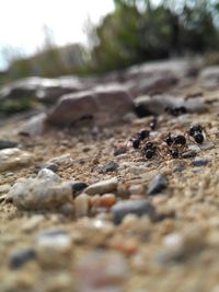 Surface level of pebbles