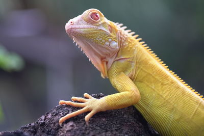 Close-up of lizard on tree