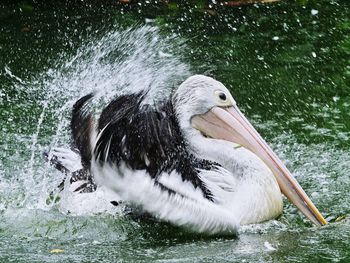 View of pelican swimming in lake