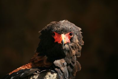 Close-up of bird