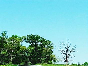 Low angle view of trees against clear blue sky