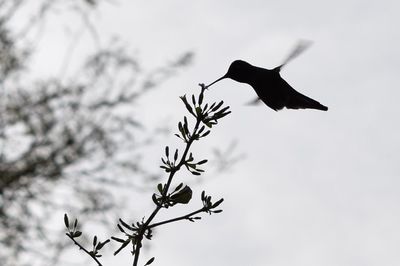 Low angle view of silhouette bird flying against sky