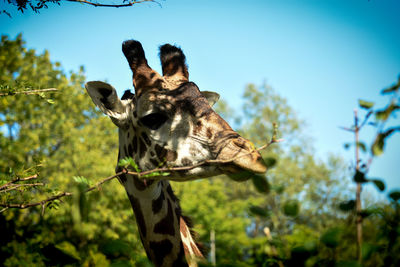 View of giraffe on land against sky