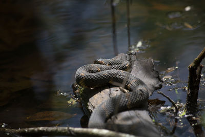 View of turtle swimming in lake