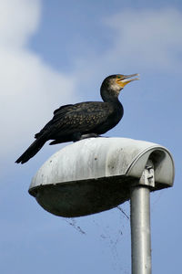 Low angle view of bird perching against clear sky