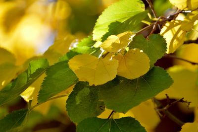 Low angle view of plant