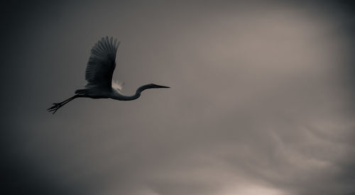 Bird flying in sky