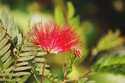 Close-up of pink flower