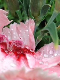 Close-up of wet pink flowers