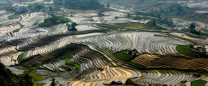 Full frame shot of rice paddy