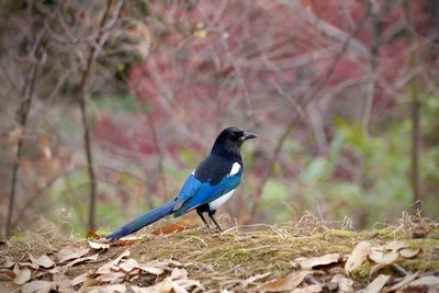 Close-up of bird perching on a field