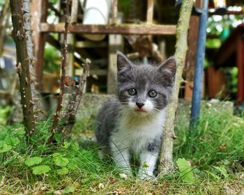 Portrait of kitten in the ground