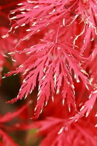 Close-up of red maple leaf