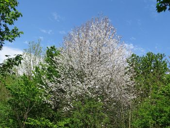 Low angle view of trees against sky