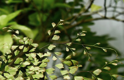 Close-up of plant