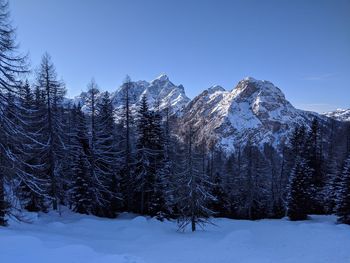 Snow covered pine trees against clear sky