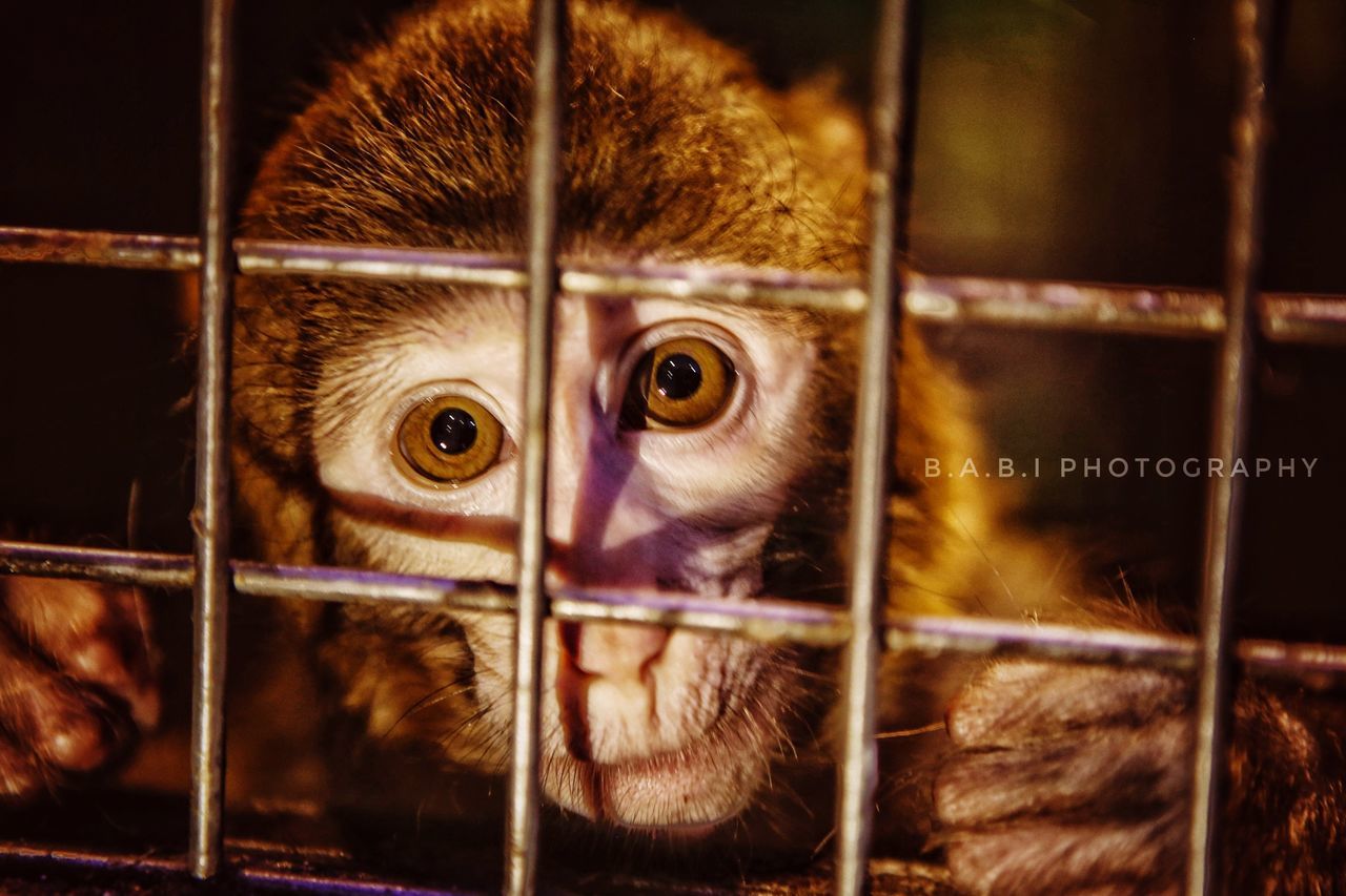 cage, animal, animal themes, mammal, monkey, primate, animals in captivity, vertebrate, animal wildlife, one animal, no people, portrait, trapped, metal, focus on foreground, grid, zoo, close-up, looking at camera, indoors, animal head