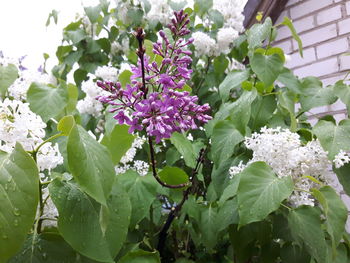 Low angle view of flower tree