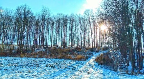 Trees in forest during winter