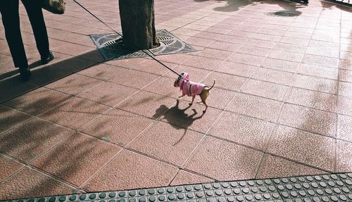 Low section of man with dog on street