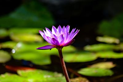 Close-up of lotus water lily in pond