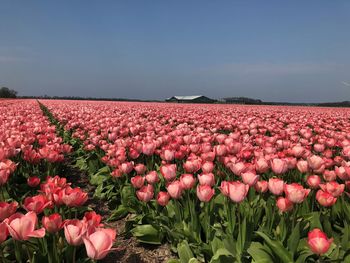 Pink tulips growing on field against sky