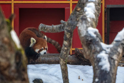 View of red panda in snow