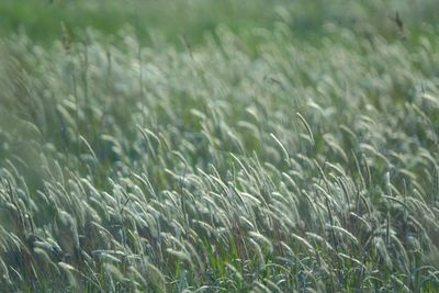 Close-up of wheat growing on field