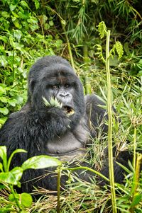 Portrait of man sitting on plants