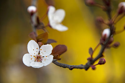 Close-up of cherry blossom